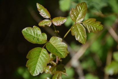 How to Get Rid of Poison Ivy