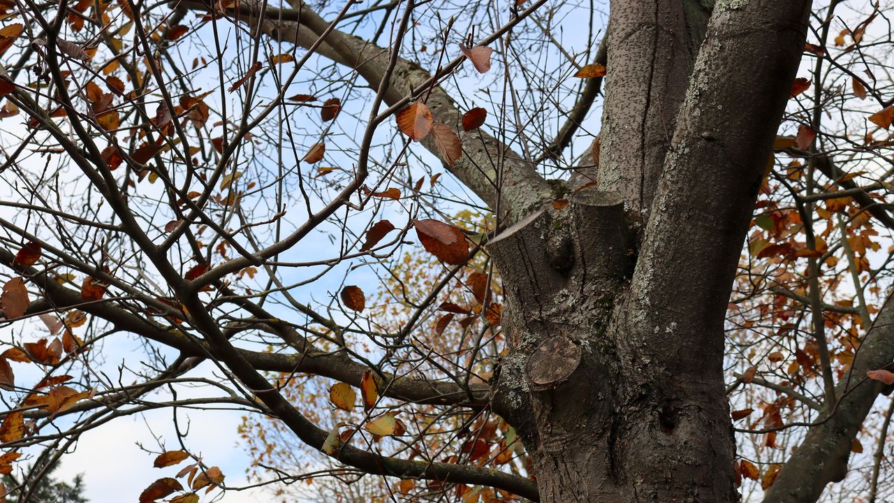 Canon EOS 90D review