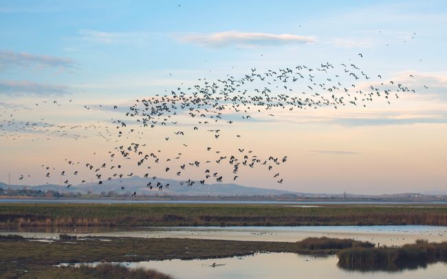 How To Photograph Flocks Of Birds | Digital Camera World