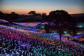 Tiny light bulbs light up at dusk on the grounds of Sensorio in Paso Robles, California