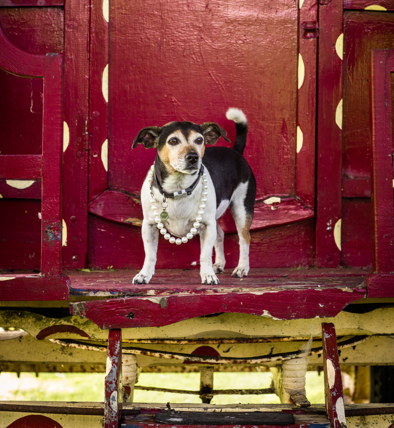 The Queen's late Jack Russell, Beth, on the day of her Frontispiece photoshoot for Country Life in 2022.