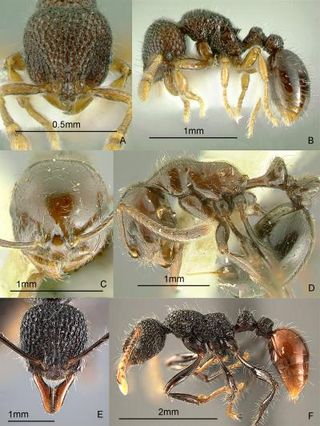 Three ant genera new to science discovered in the Philippines.