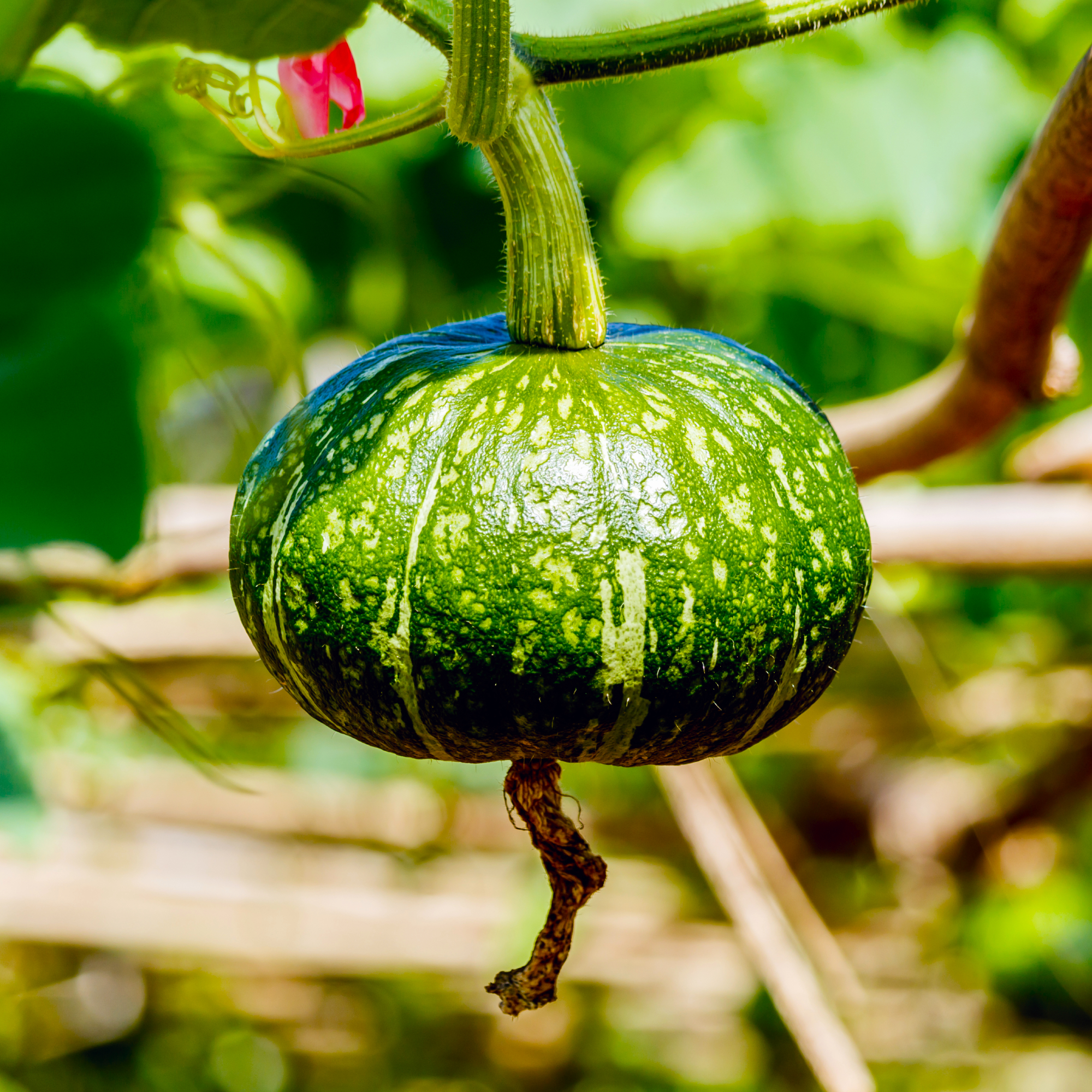 Winter squash growing in fall sunshine