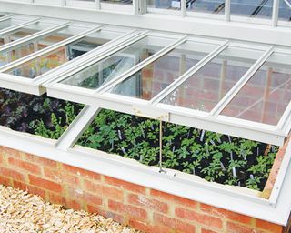 ventilating tender plants in a cold frame