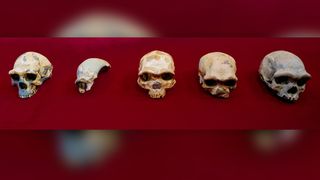 A row of skulls (left to right) showing Peking Man, Maba, Jinniushan, Dali and the Harbin cranium.