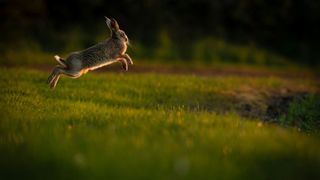 Outdoor rabbit hopping outside in the grass