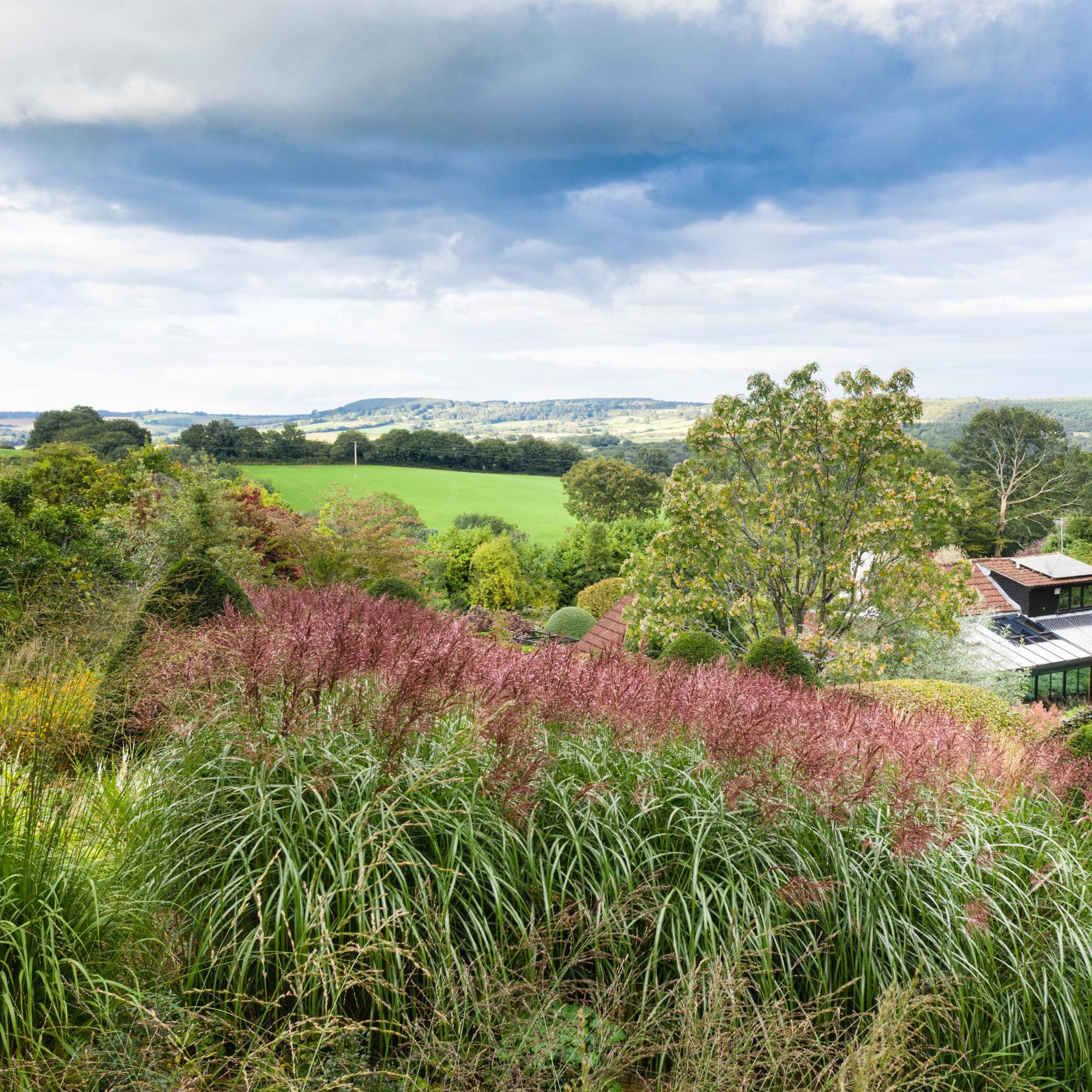 Miscanthus sinensis &amp;lsquo;Malepartus&amp;rsquo;