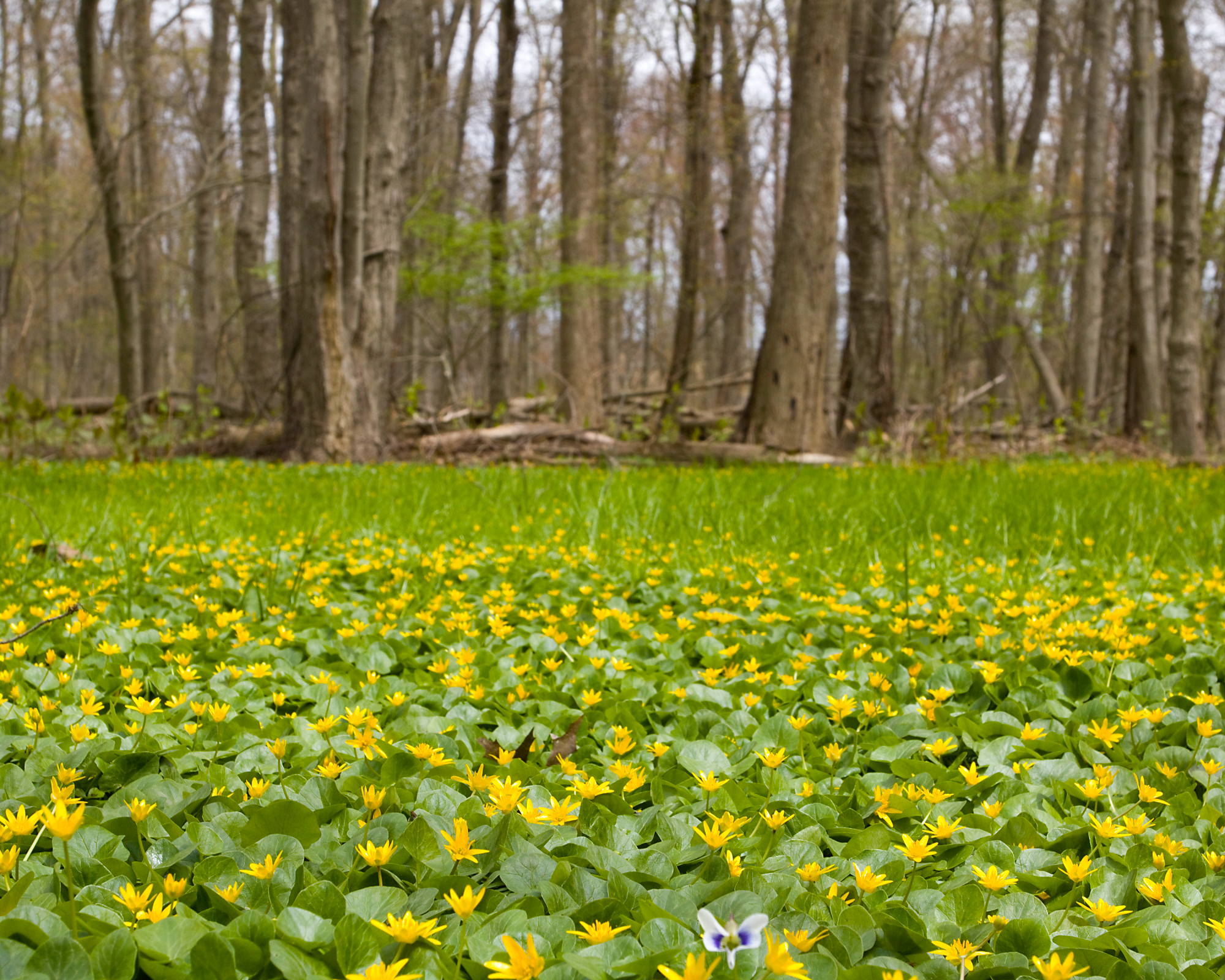 field of lesser celandine on the edge of the woods