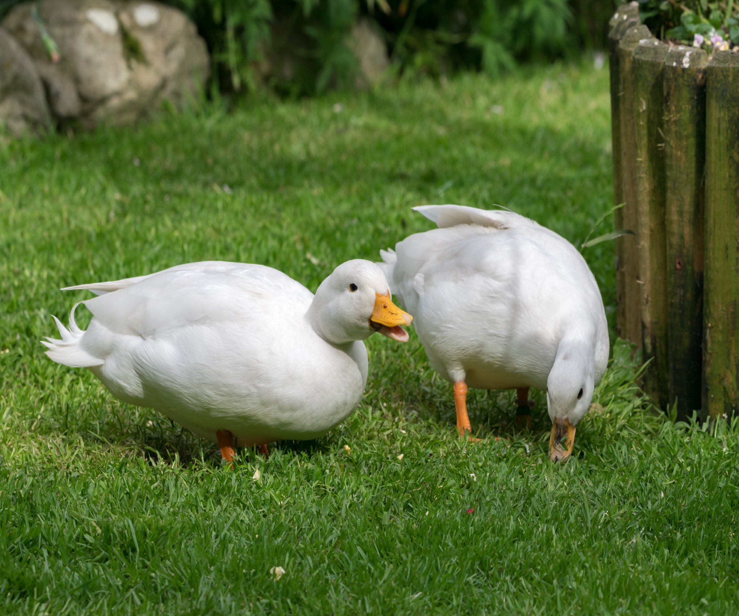 A pair of white call ducks in a garden
