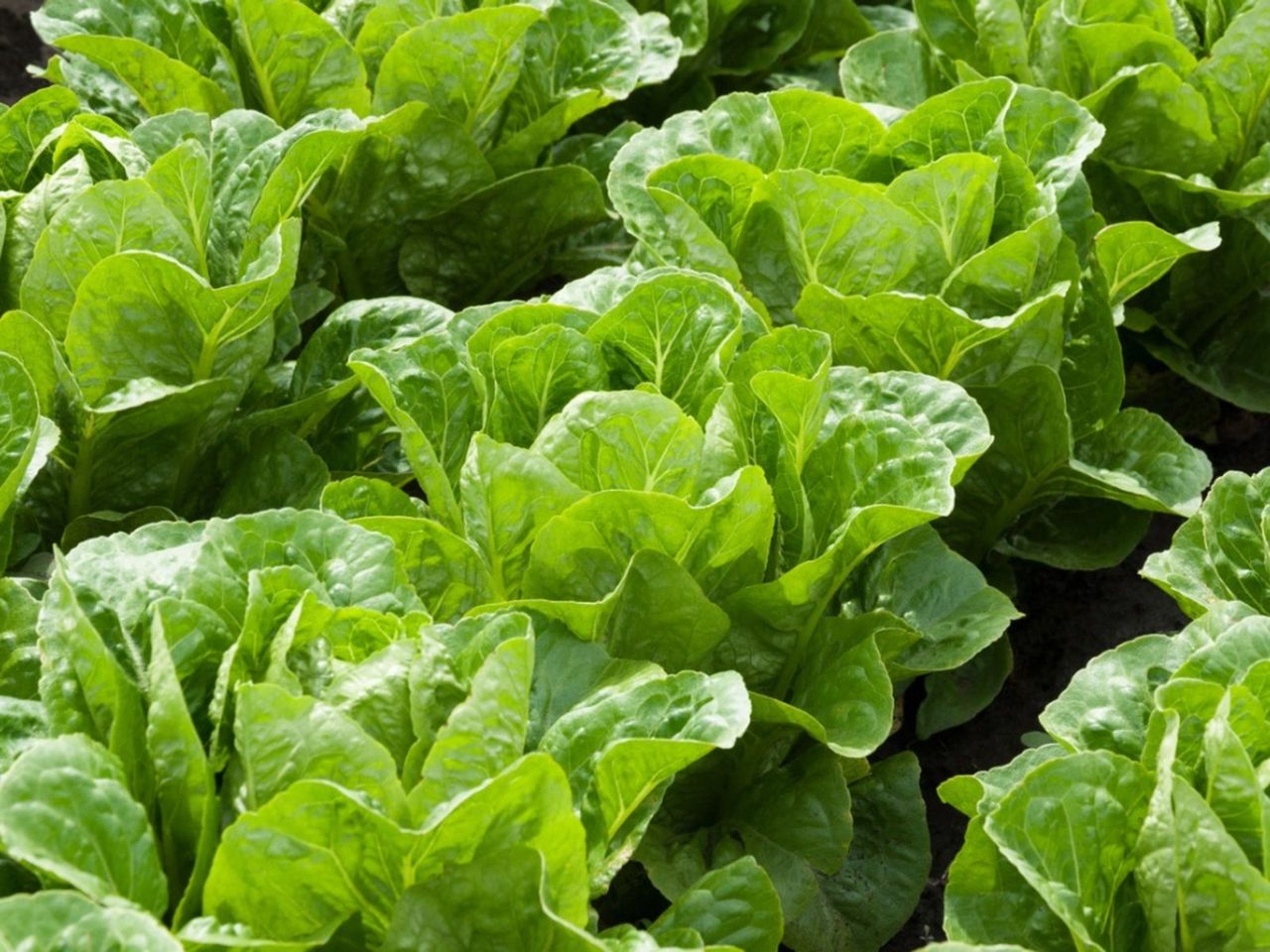 White Spots On Lettuce In The Garden