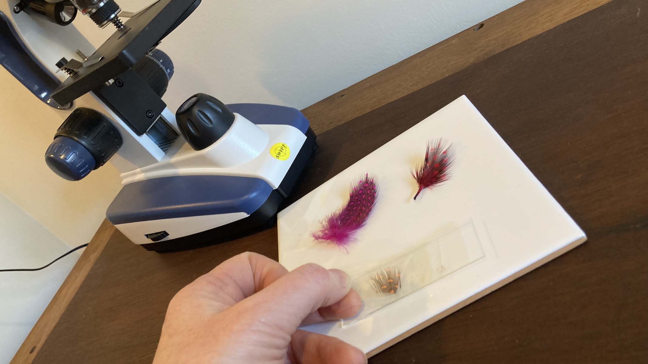 feather under a microscope