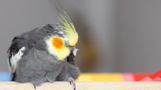 Grey and yellow bird