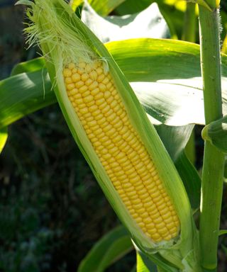 Exposed mature Exposed kernels on a ripe cob of sweet corn (Zea mays) grown in a vegetable garden