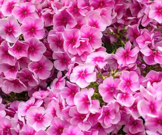 pink phlox flowering in summer display