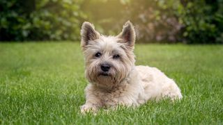 Cairn Terrier sitting on the grass