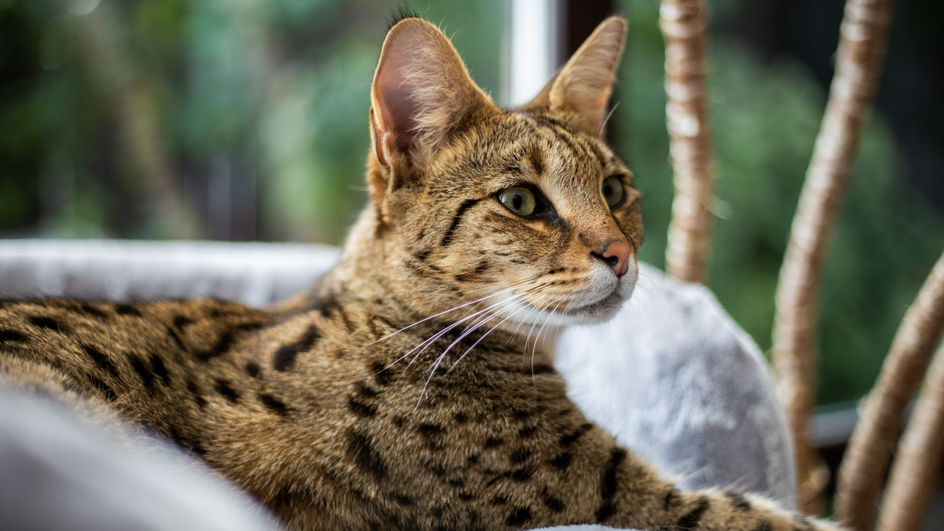 Savannah cat sitting on the couch