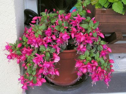 Potted Fuchsia Plant