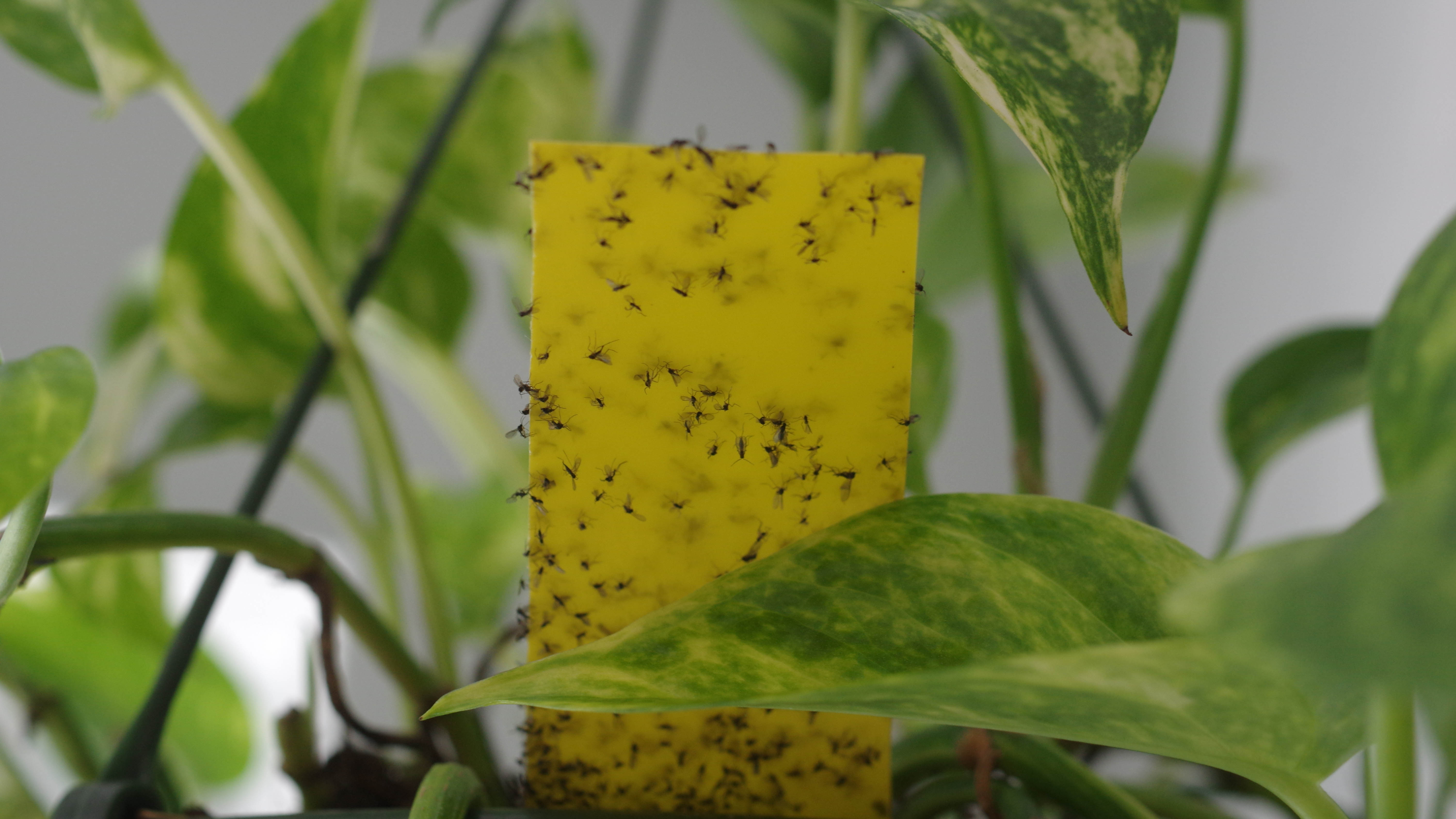 Yellow sticky paper for gnats