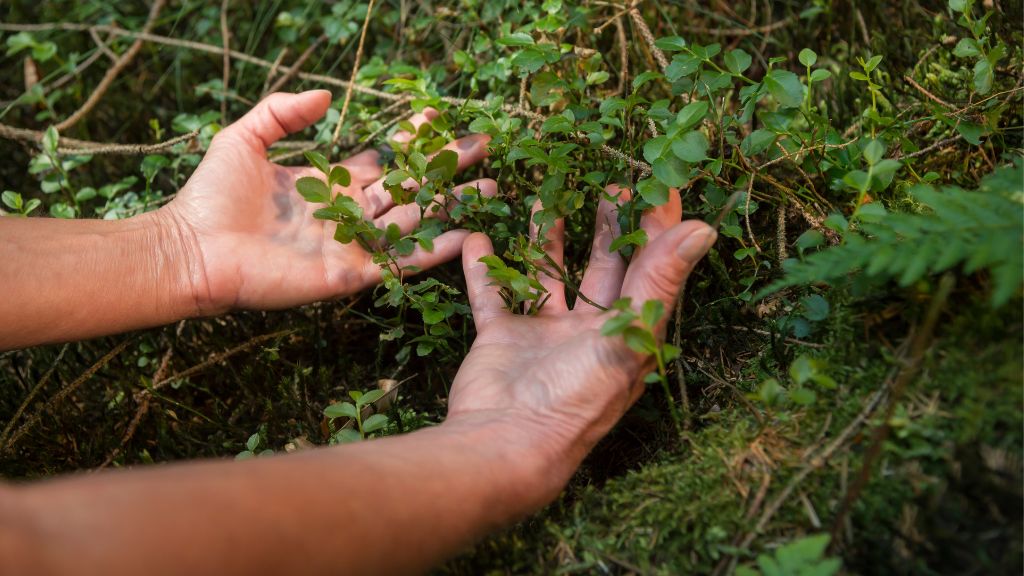 hands shown touching herbs growing from the forest floor