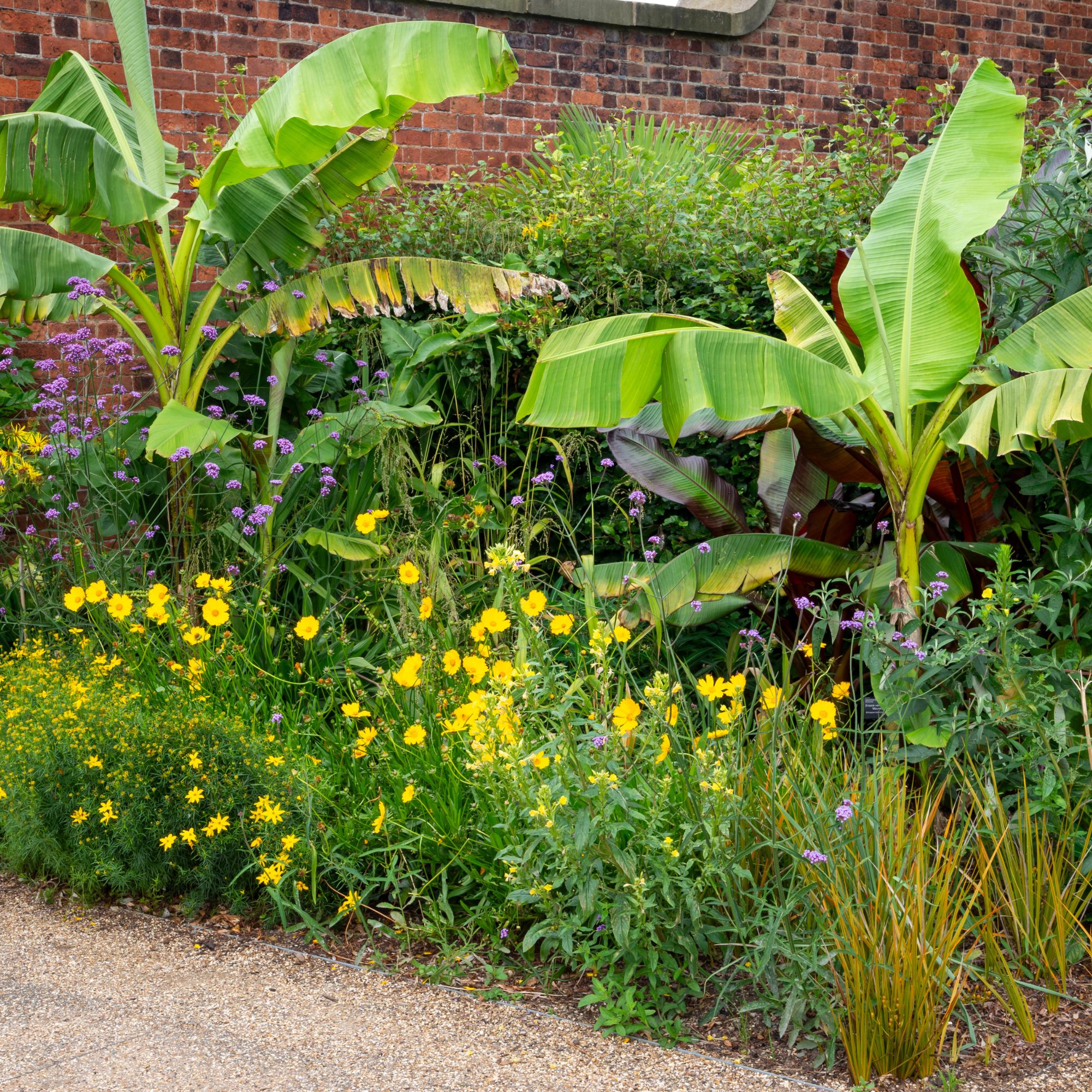 Banana plants growing in an English flower bed