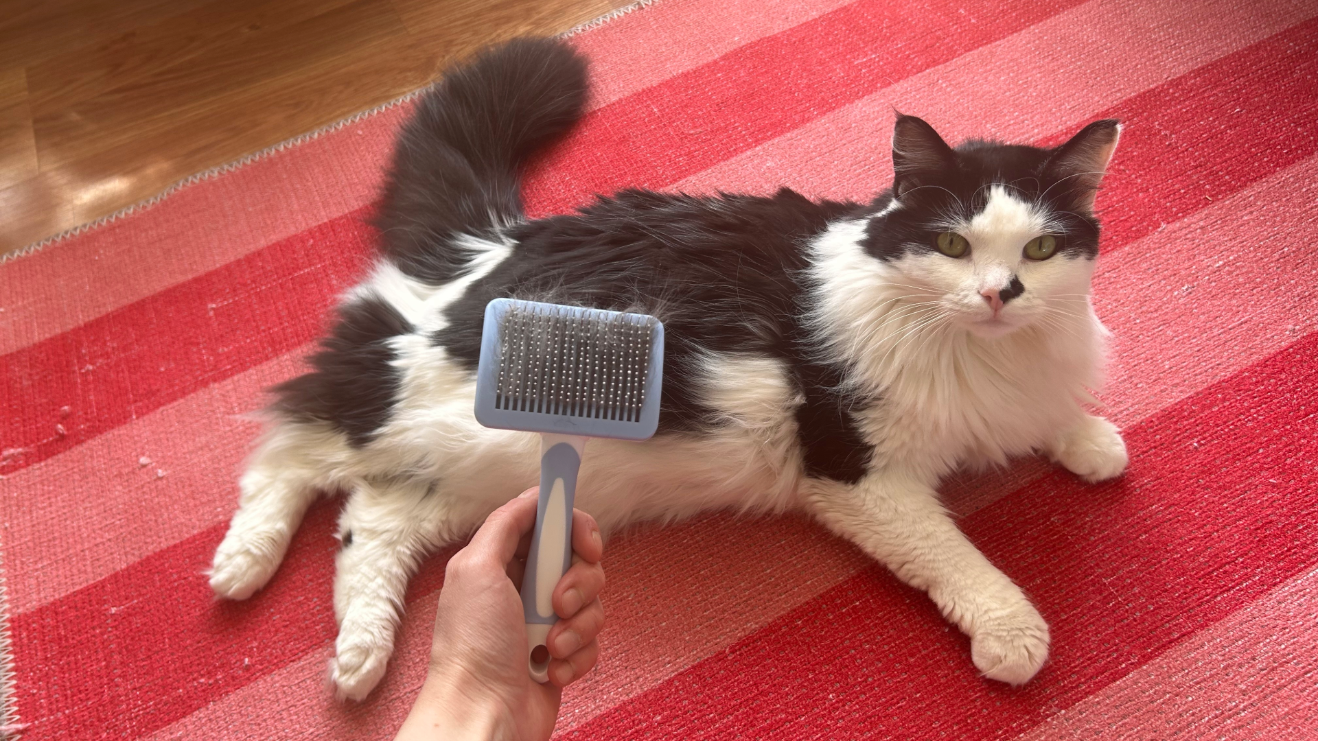 Megan's hand holding a brush in front of Tofu, her cat, who is lying on a red and pink stripy rug