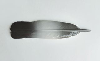 A Feather