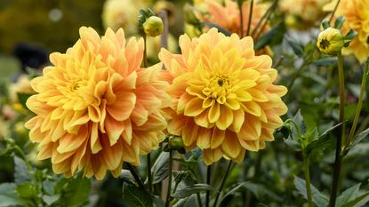 yellow dahlias