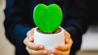 A small Hoya (Hoya spp.) in a pot being held by a person