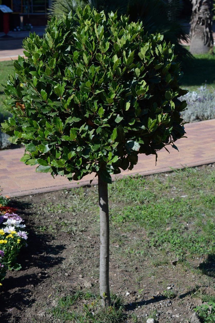 Transplanting Bay Trees - Learn When To Move A Bay Tree | Gardening ...