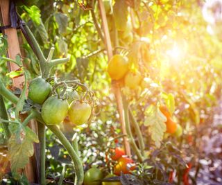 Tomato plants growing in sunshine