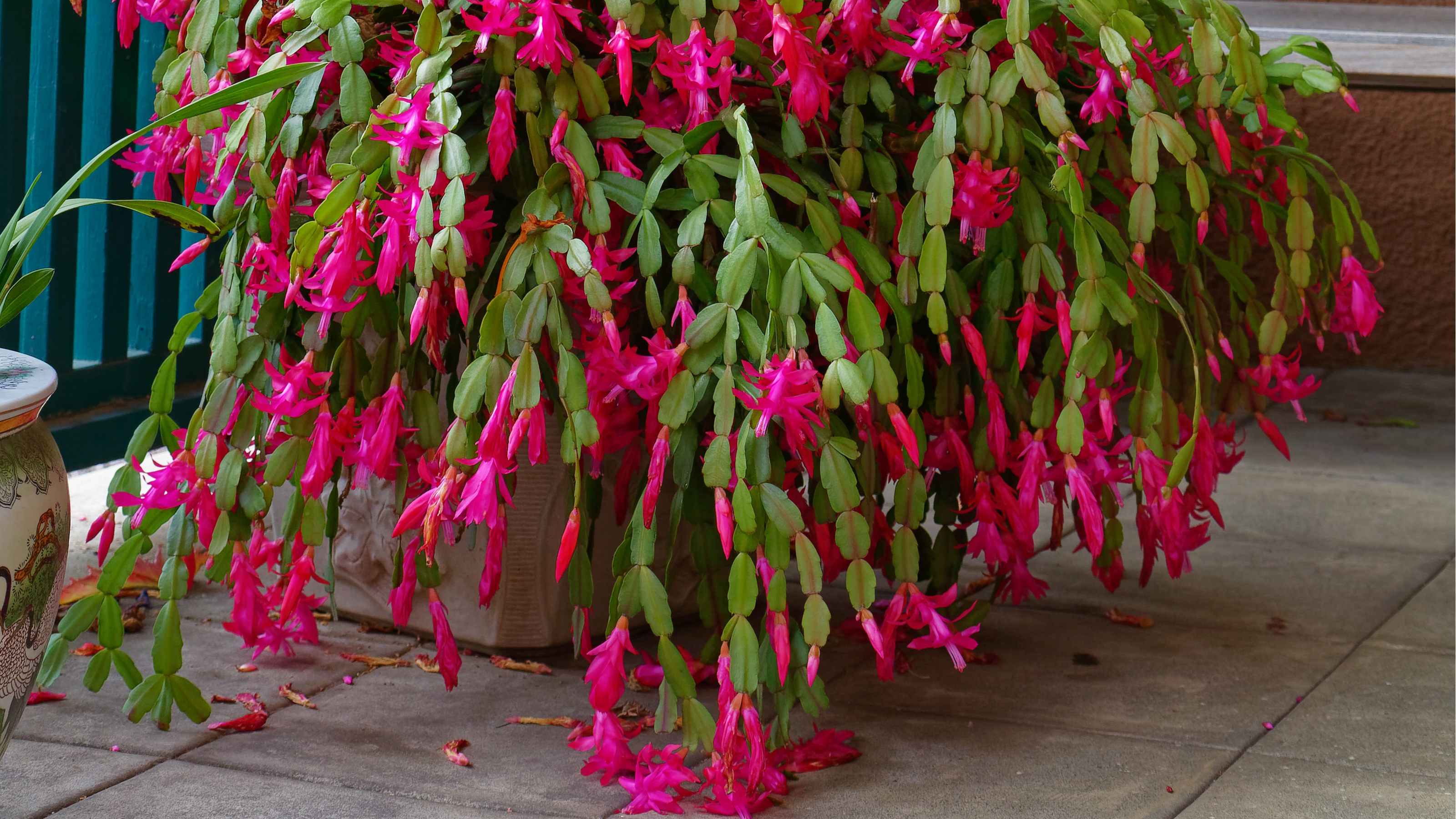 Christmas cactus in full bloom