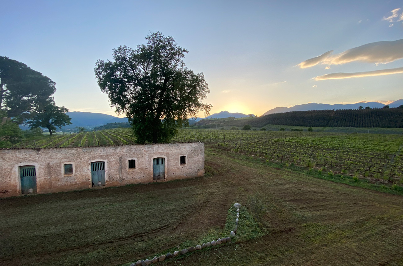 Tenute Pacelli winery