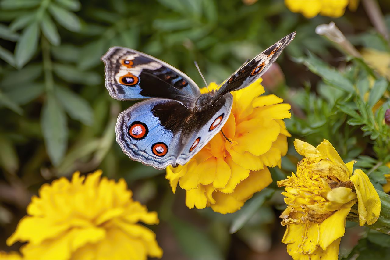 how to grow marigolds from seed GettyImages-1292656401