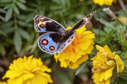 The 10 Best Fly Traps for 2022