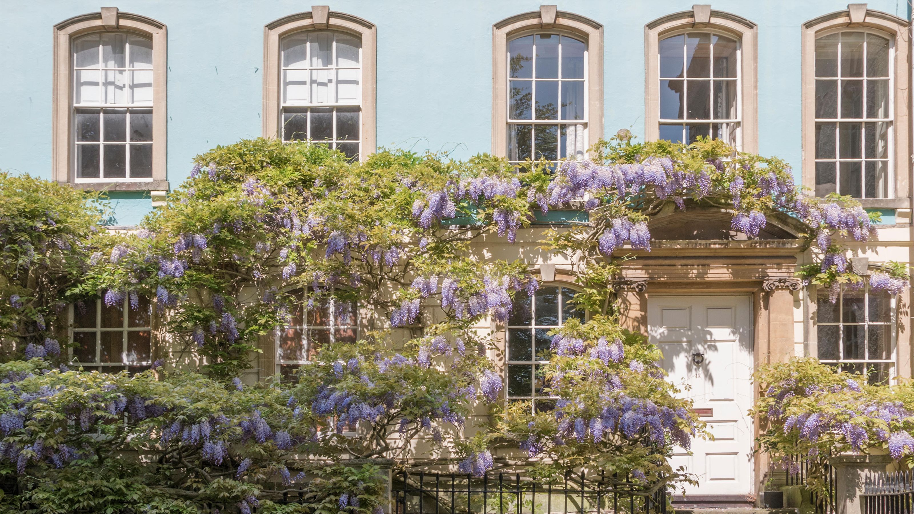 When to winter prune wisteria for stronger blooms Ideal Home