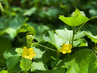 cantaloupe melon plant in flower growing outside