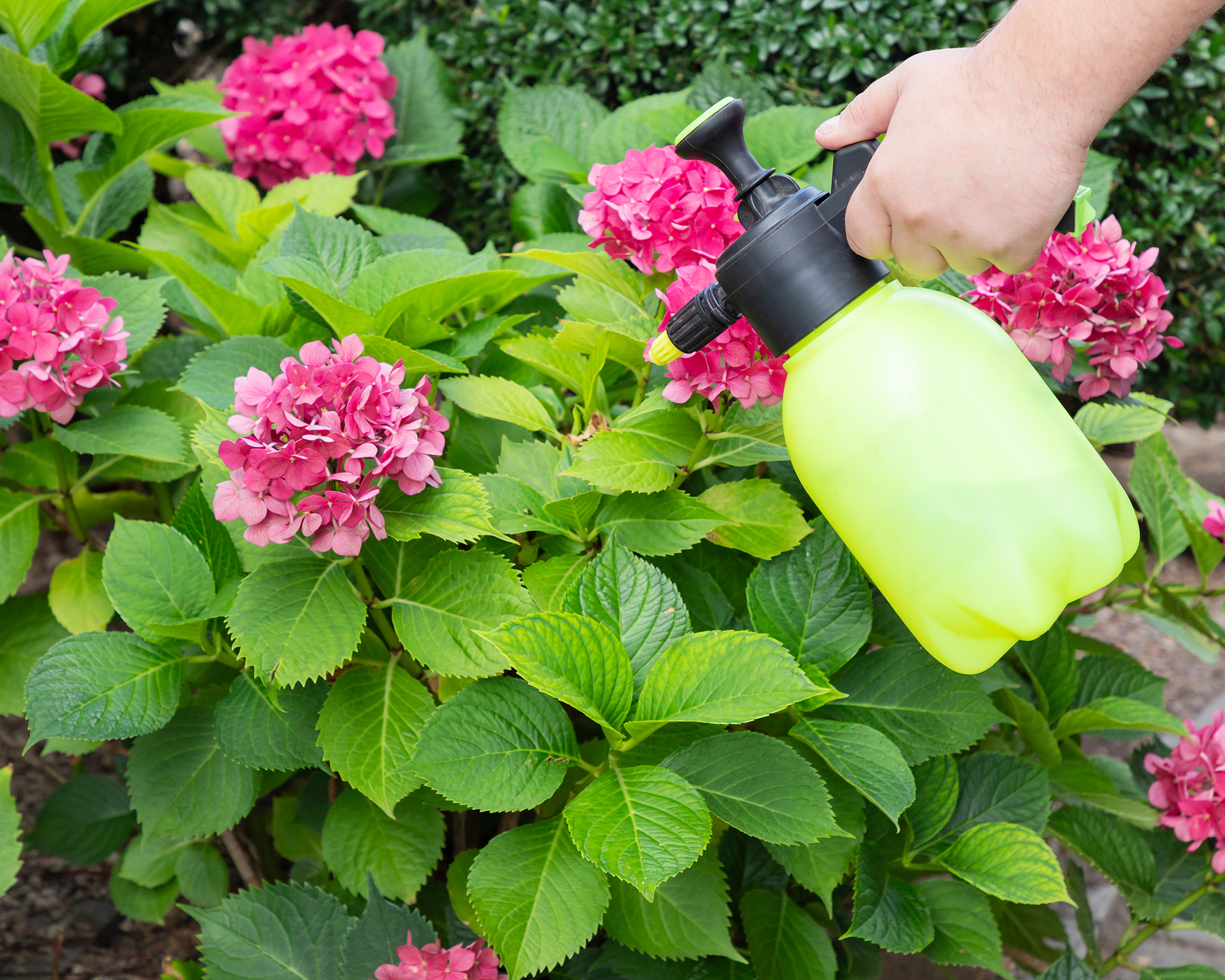 Spraying hydrangeas with homemade remedy