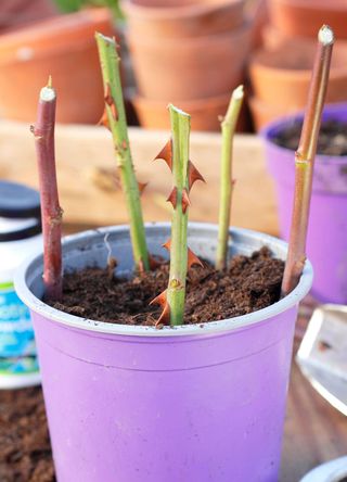 A plastic purple plant pot growing hardwood cuttings