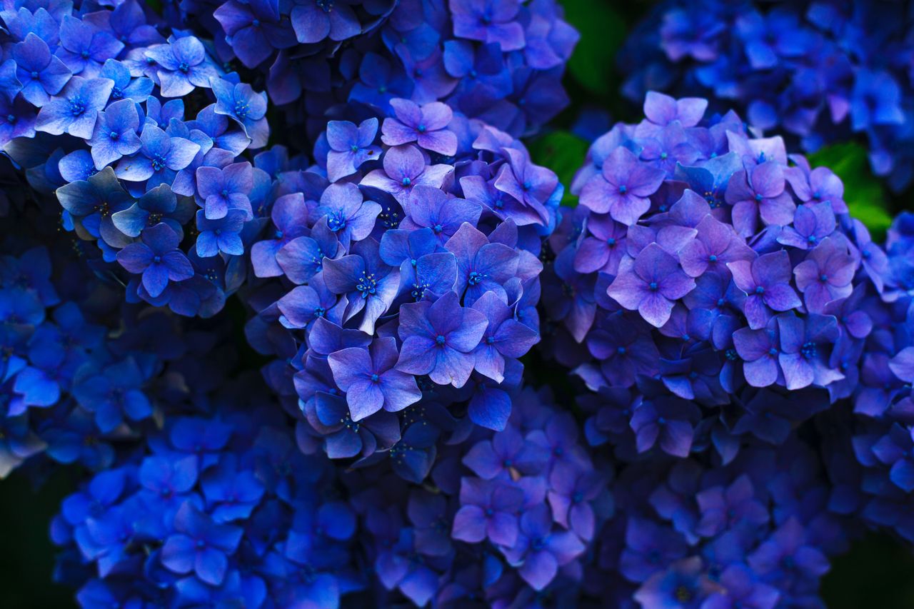 When to prune hydrangeas: Hydrangeas by Gaetano Cessati