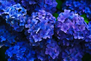 Hydrangeas by Gaetano Cessati