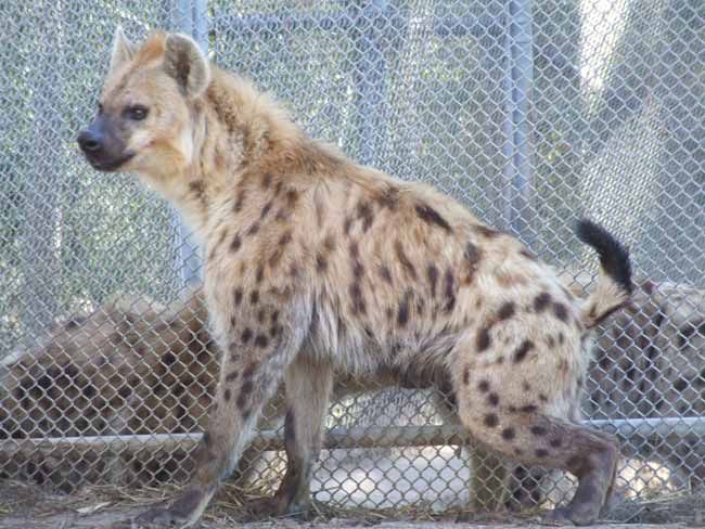 Hyena's Laugh Actually Fighting Words | Live Science