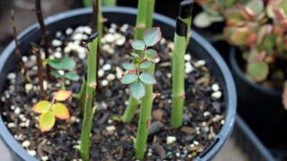 rose cuttings in a pot