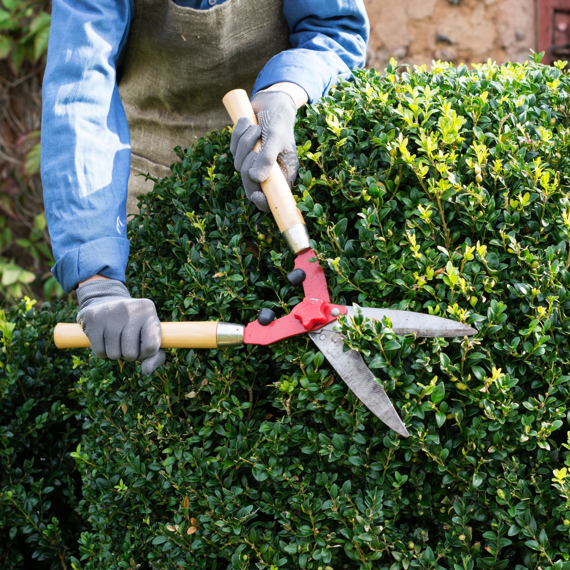 Gardener pruning box in spring