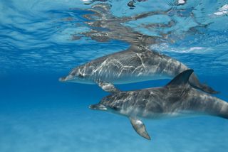 atlantic spotted dolphin in water