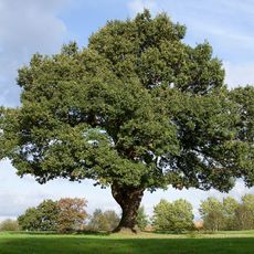 large oak tree standing in meadow/open area 