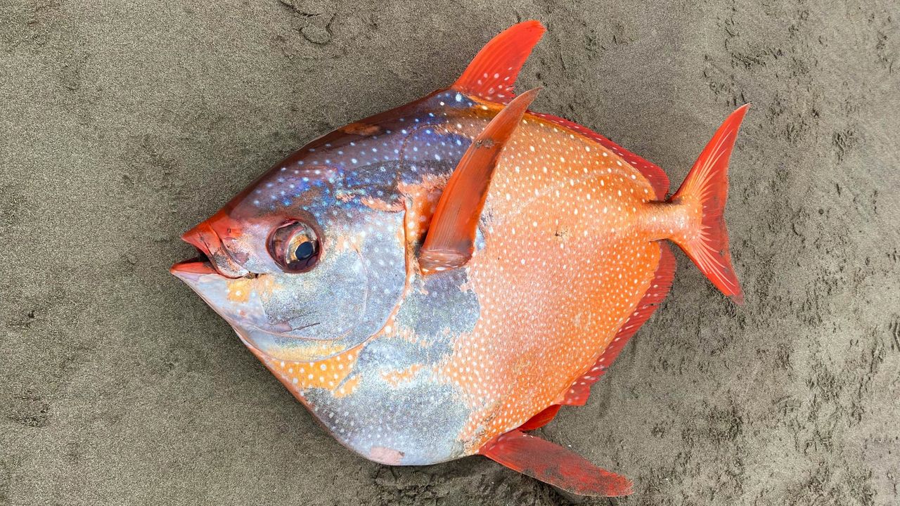 A detailed look at the opah's beautiful coloration.