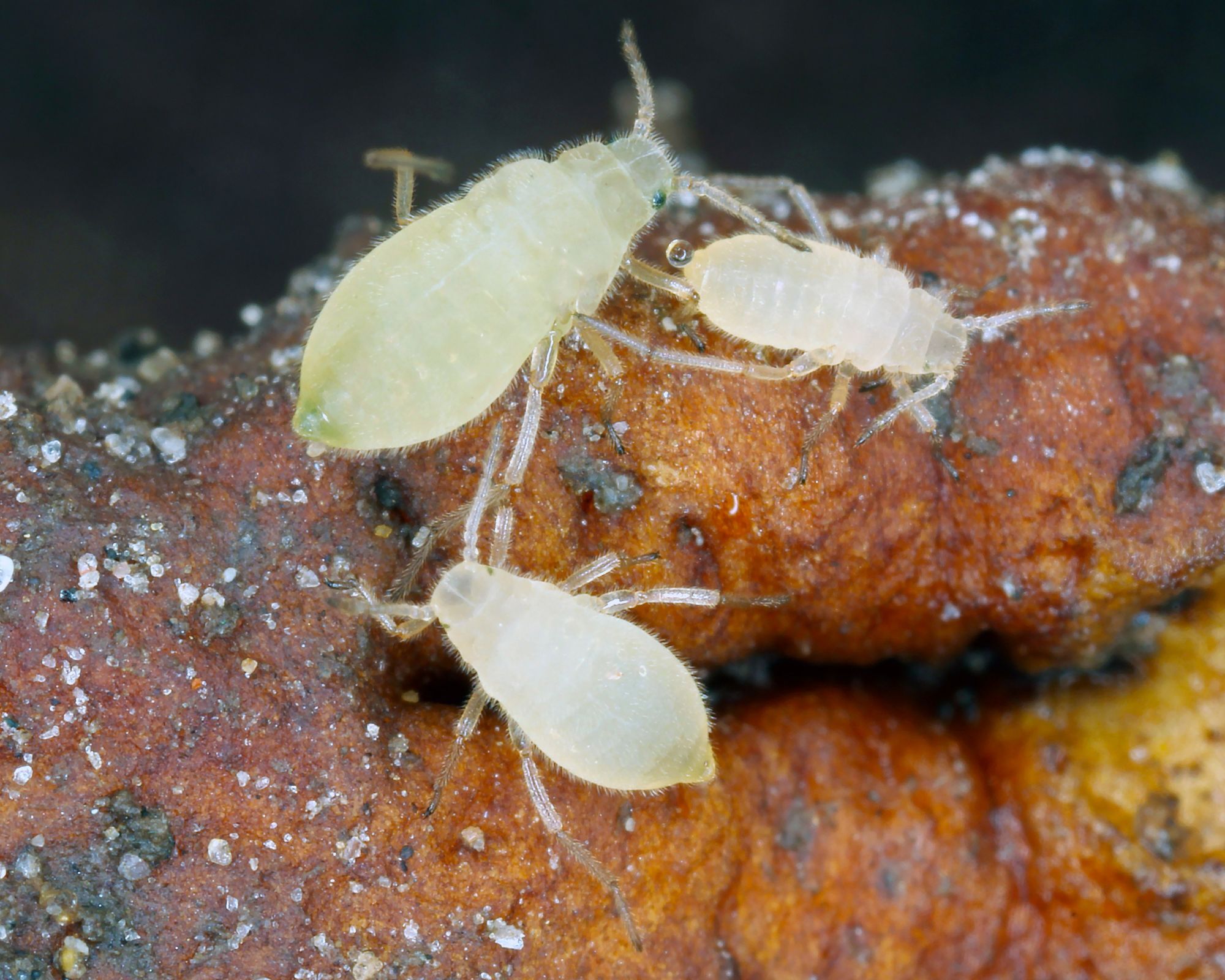 Root aphids up close