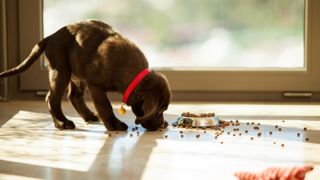 Puppy eating