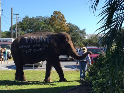 An elephant walks around before a Donald Trump rally in Sarasota, Florida