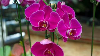 picture of pink orchid